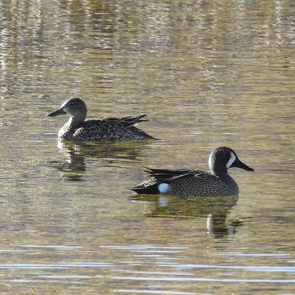 Blue-winged Teal - ML332063671