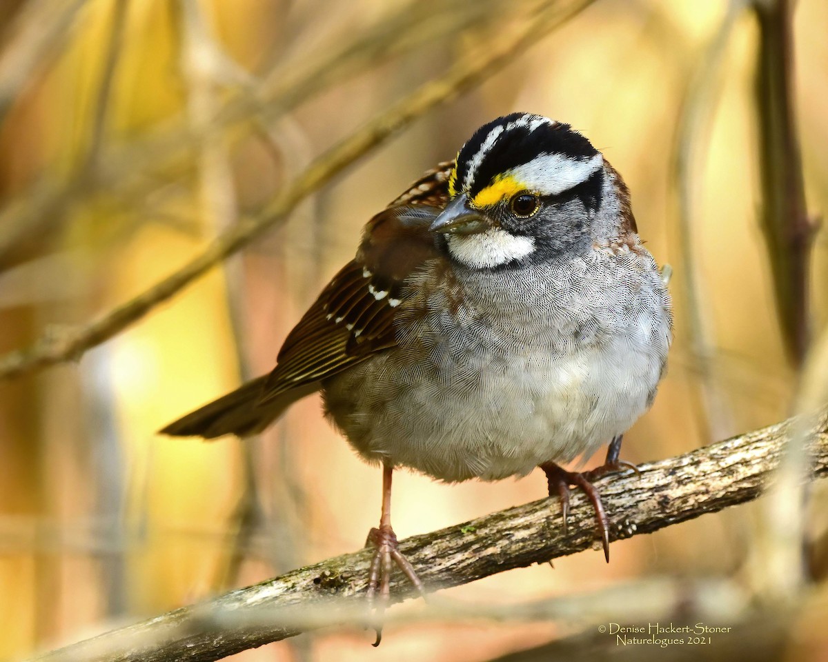 White-throated Sparrow - Scott Stoner