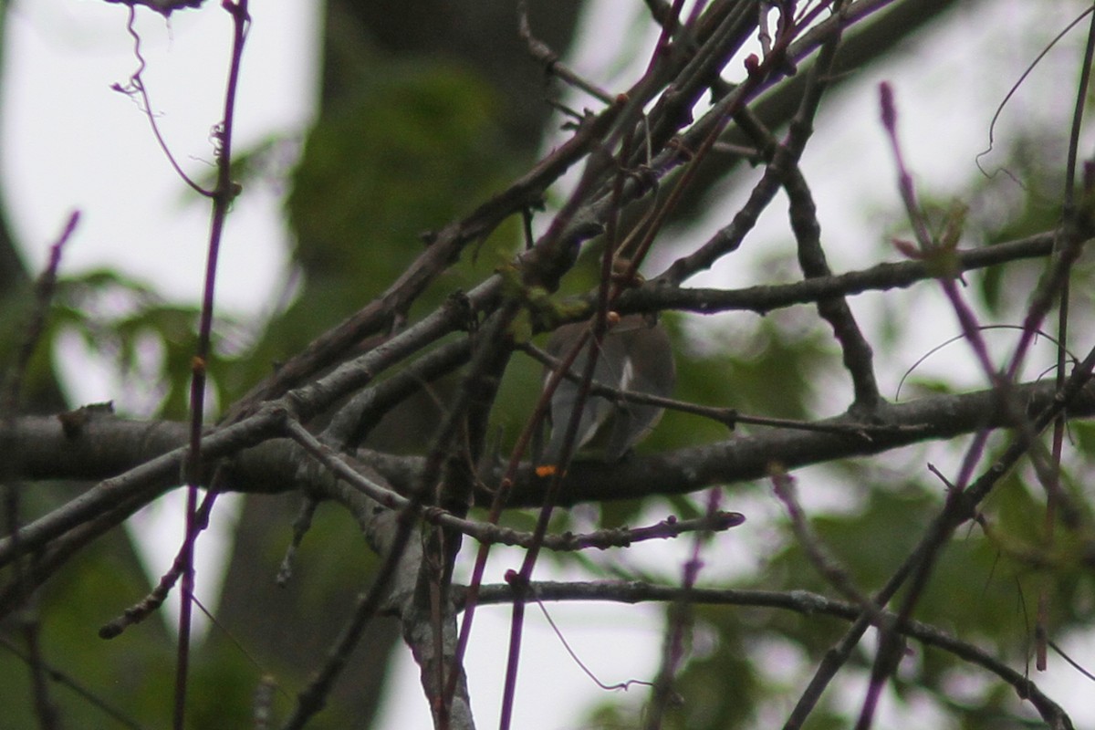 eBird Checklist - 30 Apr 2021 - Mitch's Way, Hadley - 35 species