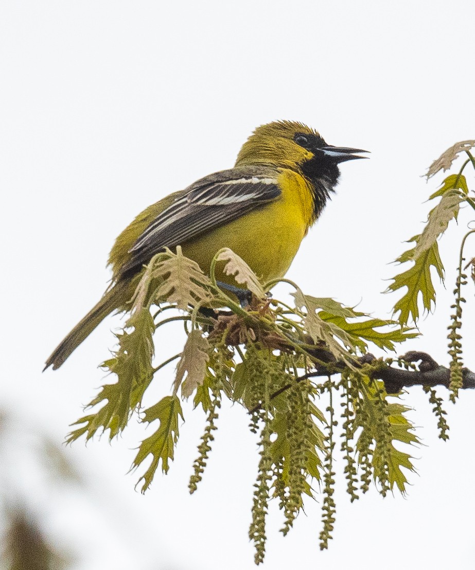 Orchard Oriole - ML332084371
