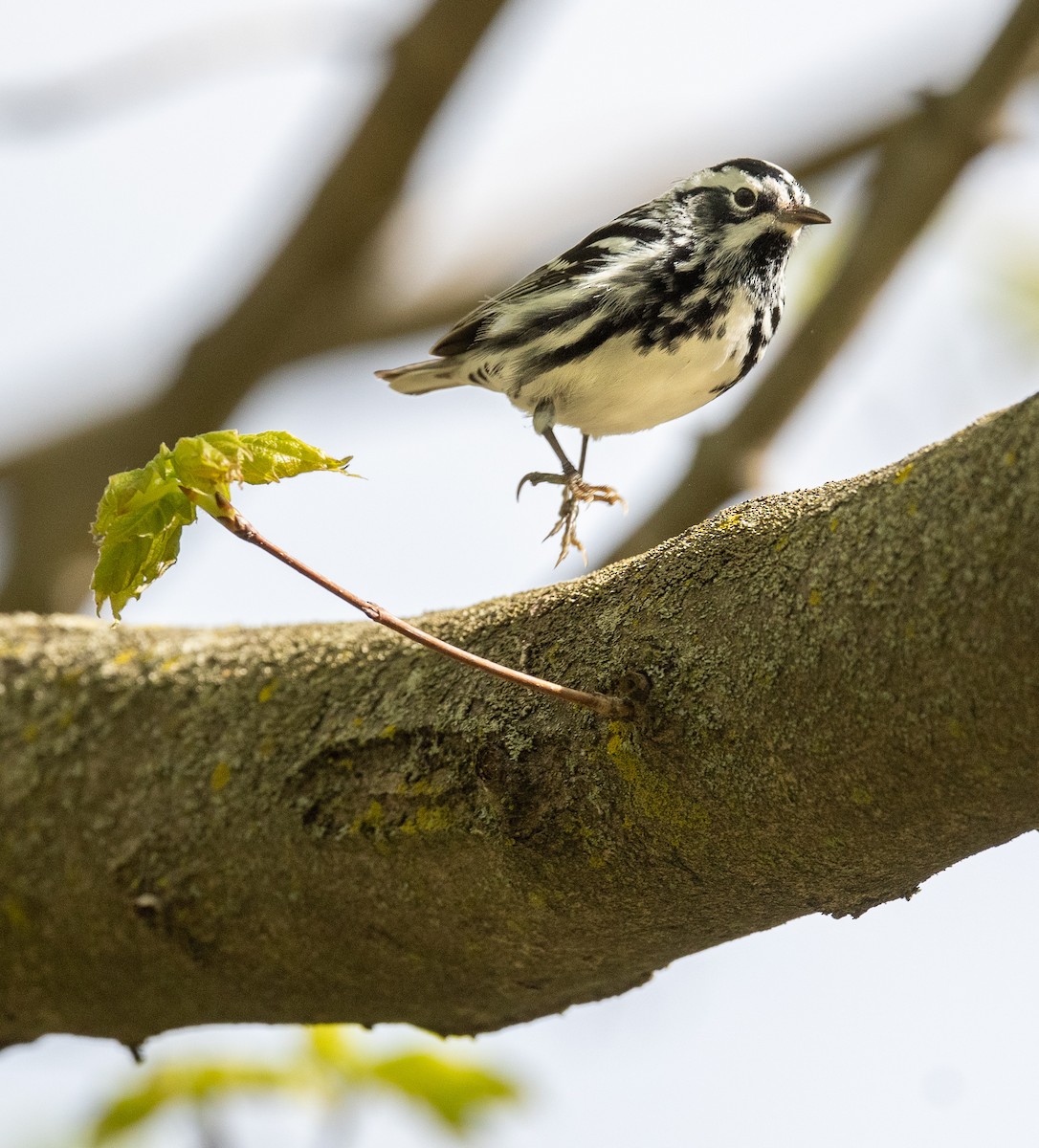 Black-and-white Warbler - ML332084741