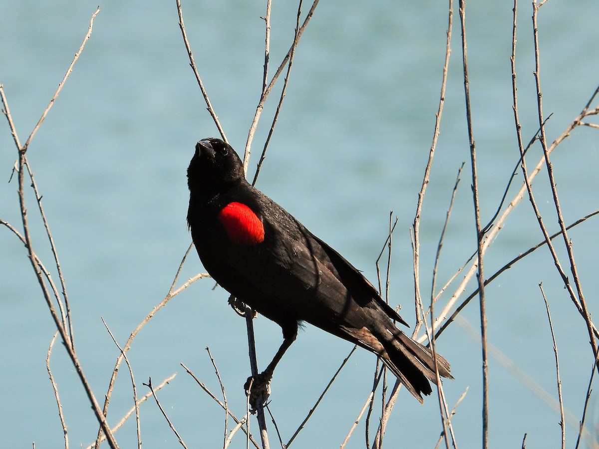 Red-winged Blackbird - Carol Ann Krug Graves
