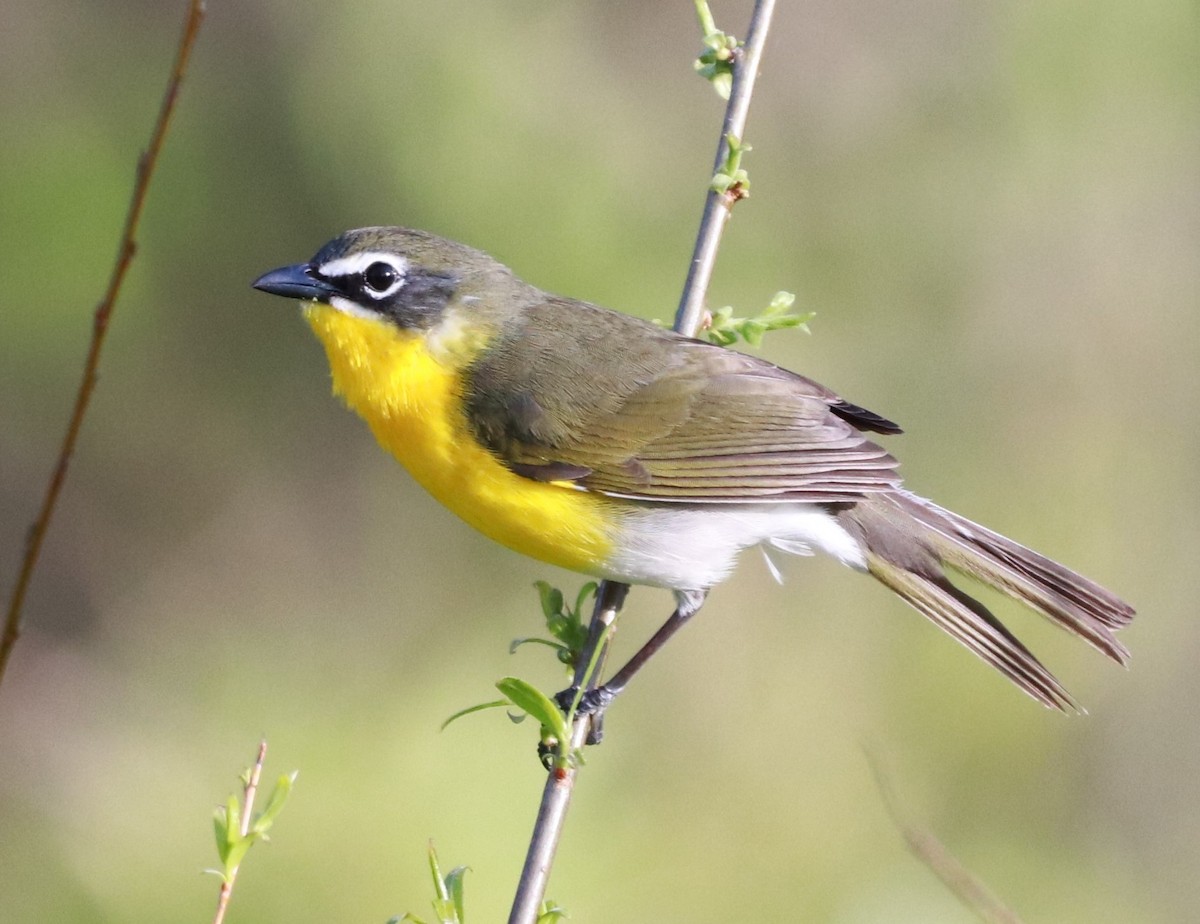 Yellow-breasted Chat - ML332091191