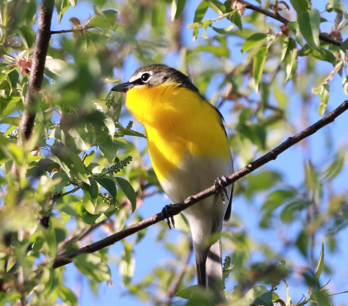 Yellow-breasted Chat - ML332091391