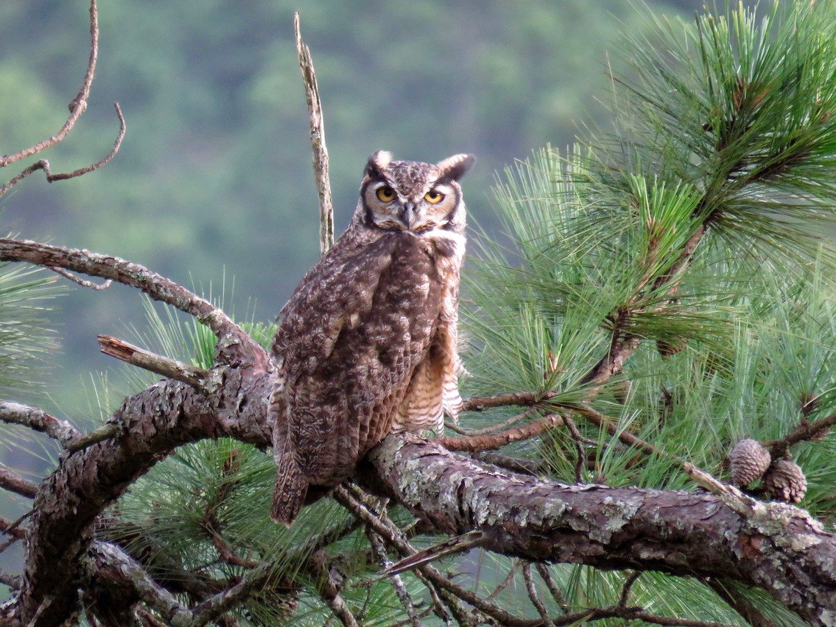 Great Horned Owl - ML33209231