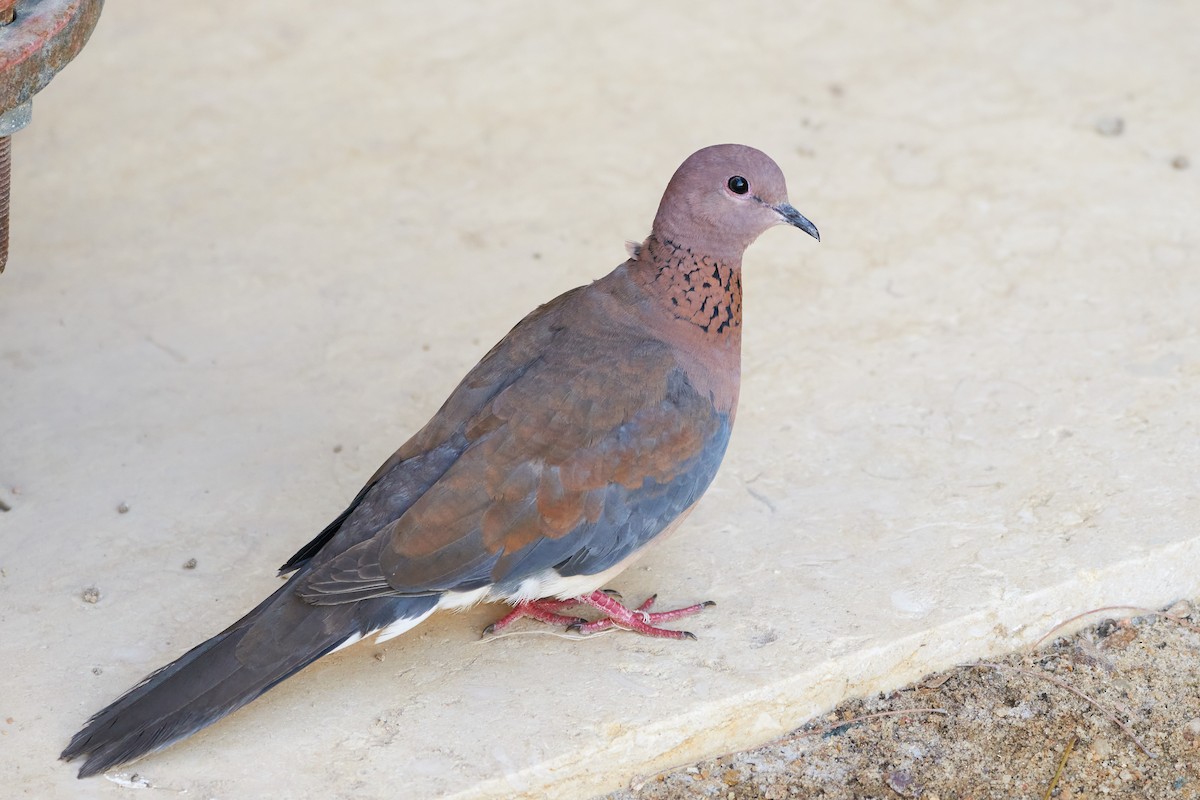 Laughing Dove - ML332094761