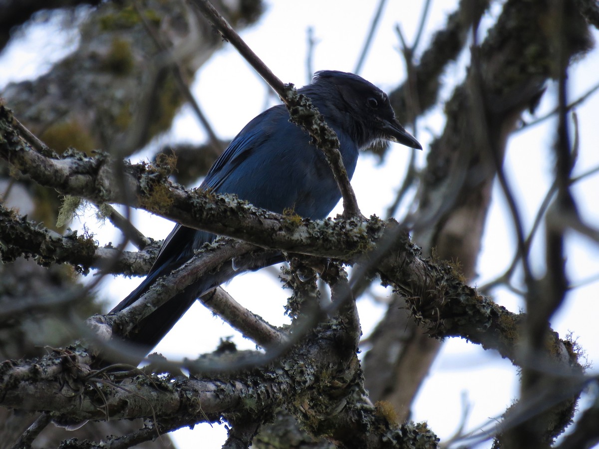 Steller's Jay (Middle American) - ML33209481