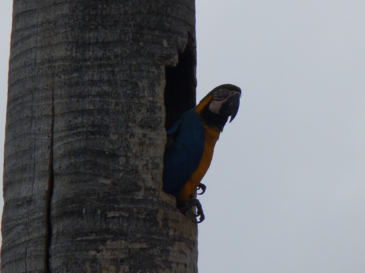 Blue-and-yellow Macaw - ML332095601