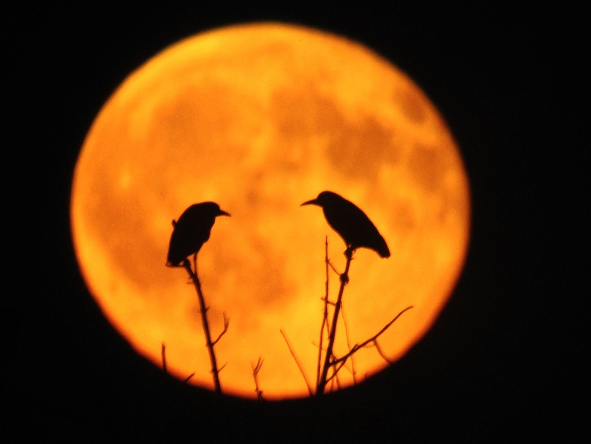 Black-crowned Night Heron - Jim Pawlicki