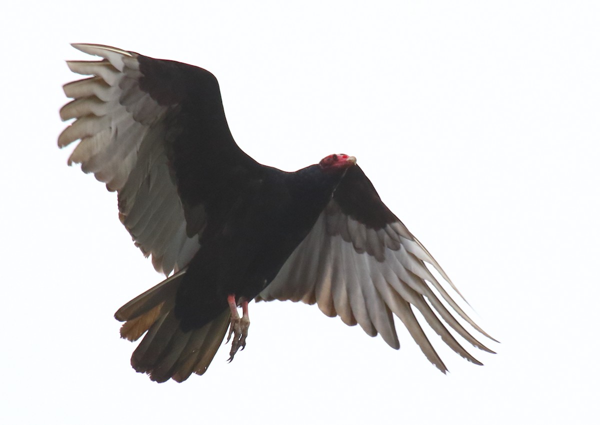 Turkey Vulture - ML332103391