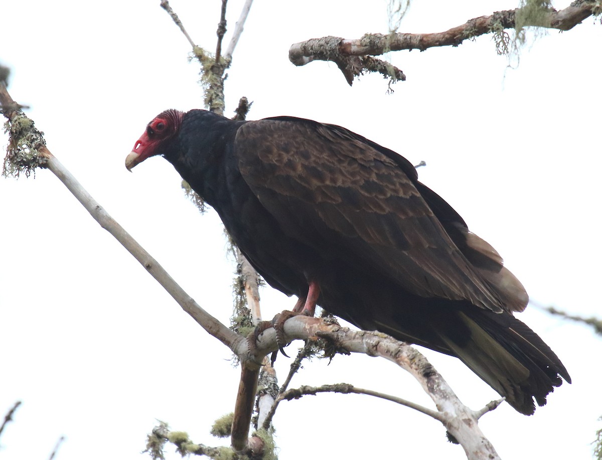 Turkey Vulture - ML332103401