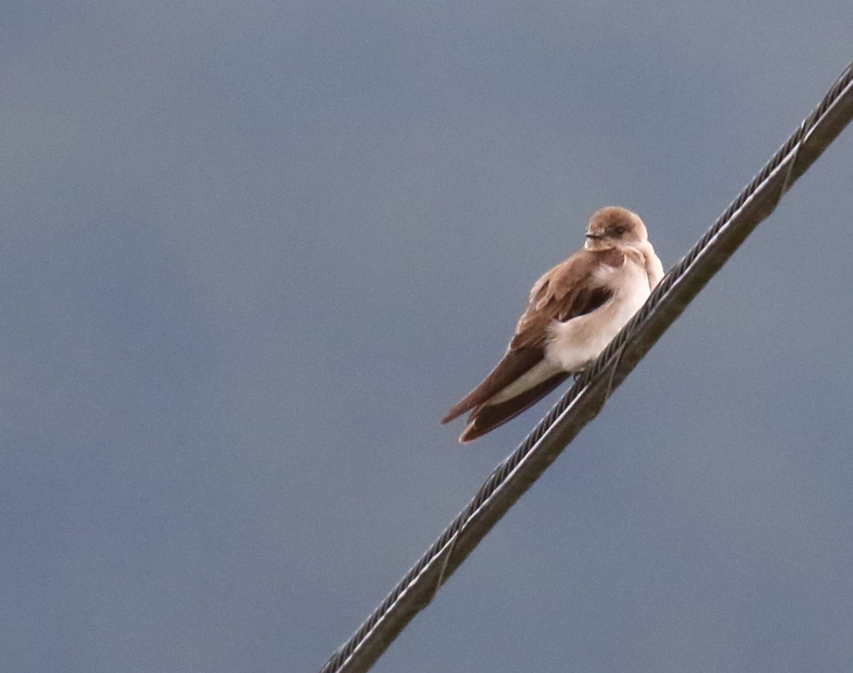 Northern Rough-winged Swallow - ML332103571