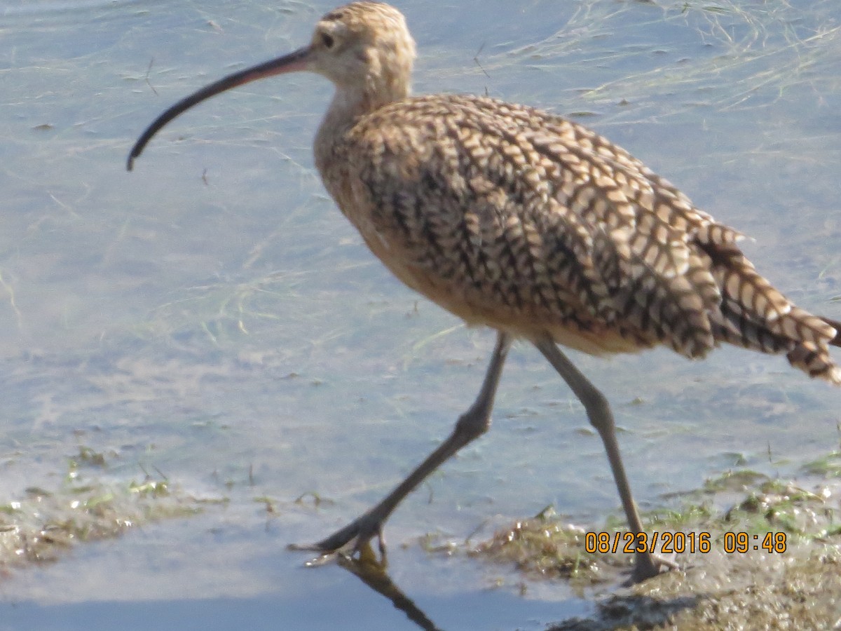 Long-billed Curlew - ML33210961
