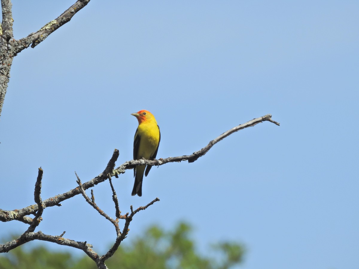 Western Tanager - ML332110741