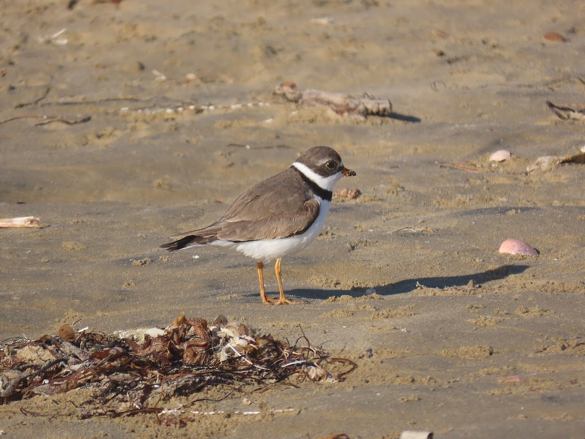 Semipalmated Plover - ML332118251