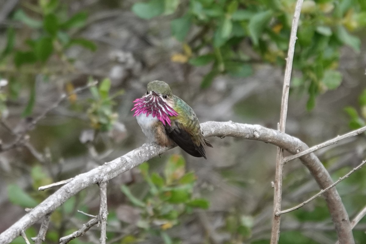 Calliope Hummingbird - ML332123011