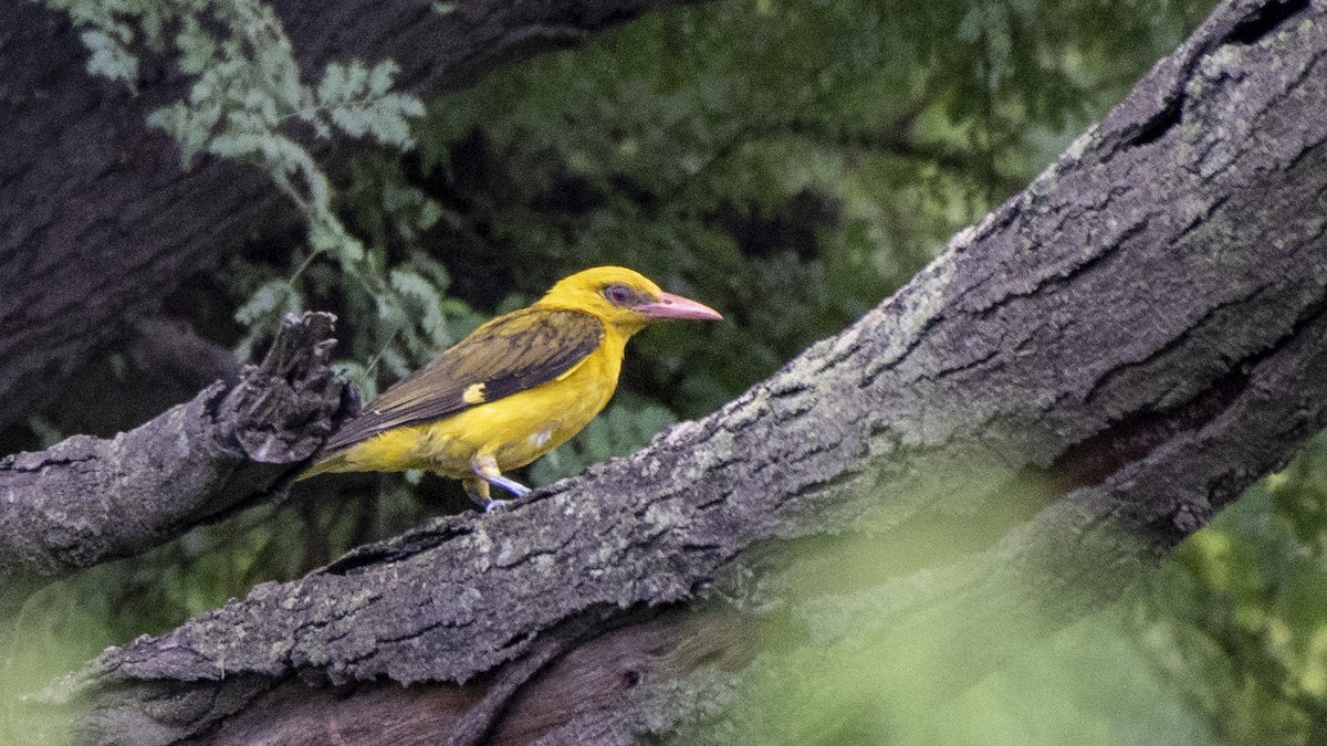 Indian Golden Oriole - ML332125101