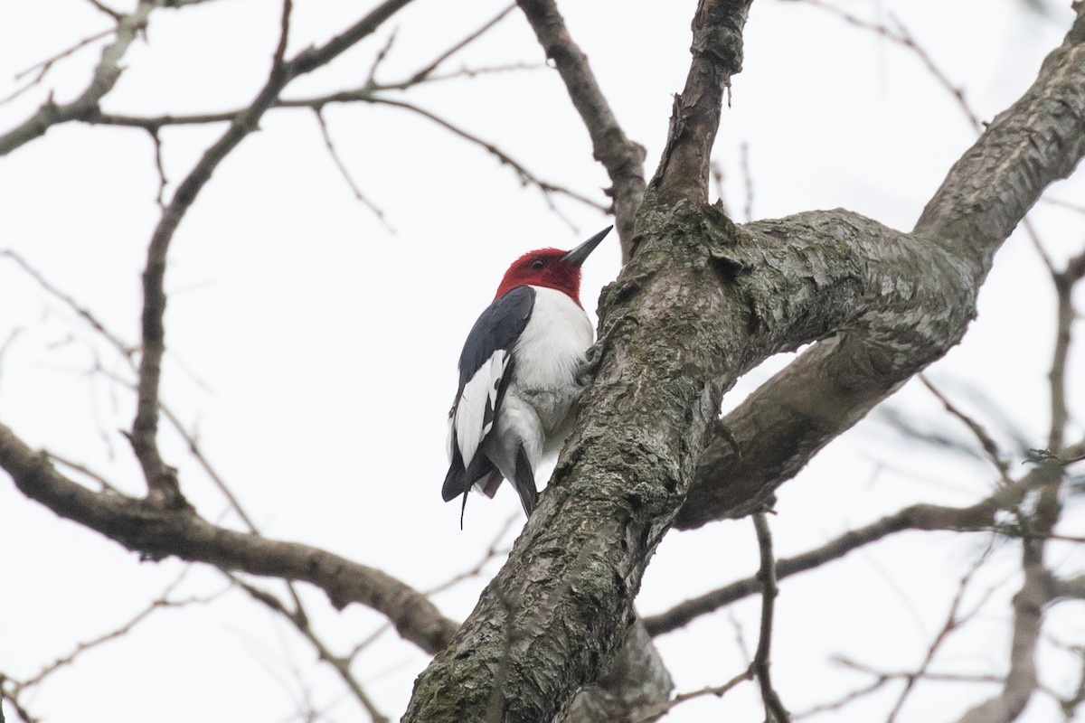 Red-headed Woodpecker - R M