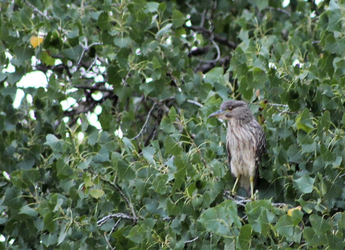 Black-crowned Night Heron - ML33212711