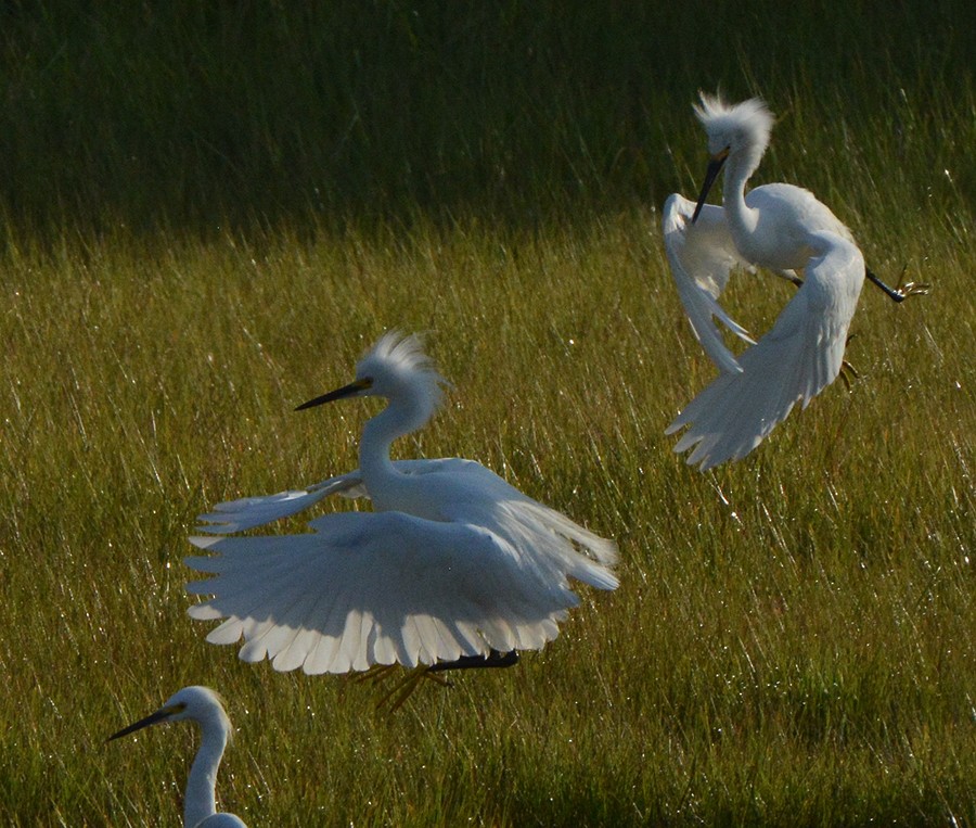 Snowy Egret - Frederick Atwood