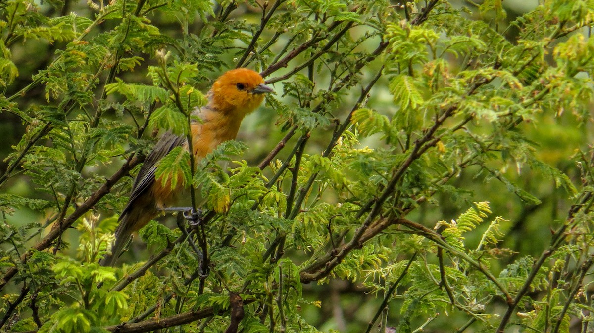 Rufous-chested Tanager - Gustavo Pisso