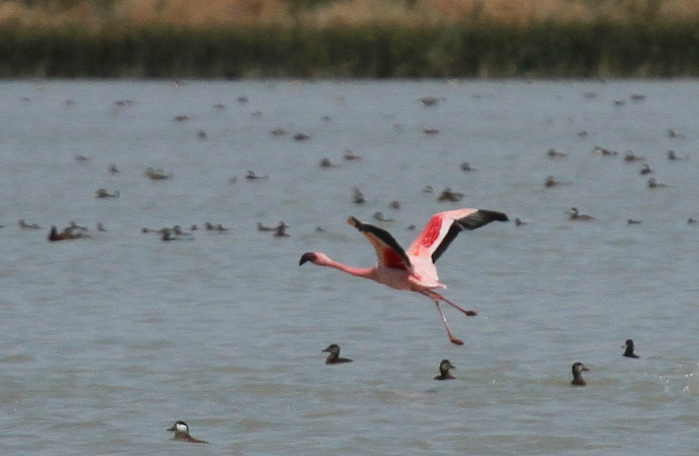 Lesser Flamingo - Matthew Grube