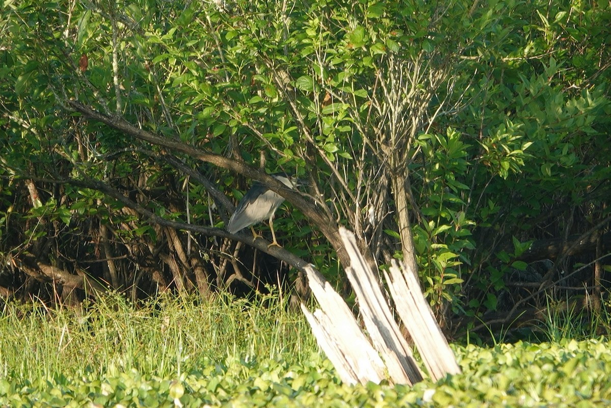 Black-crowned Night Heron - ML332149371