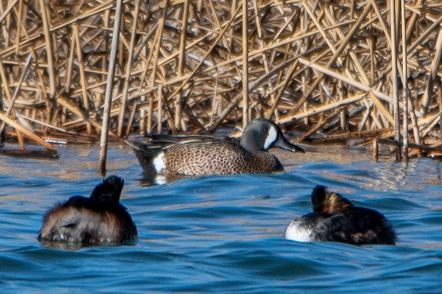 Blue-winged Teal - ML332149951