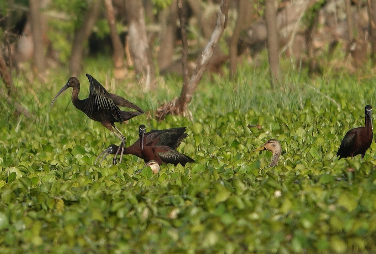 ibis hnědý - ML332150131
