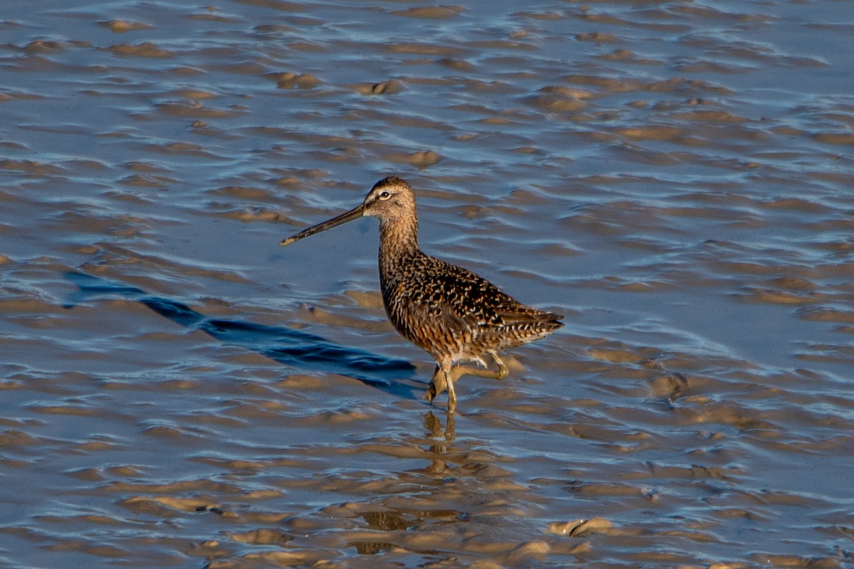 Long-billed Dowitcher - ML332150381