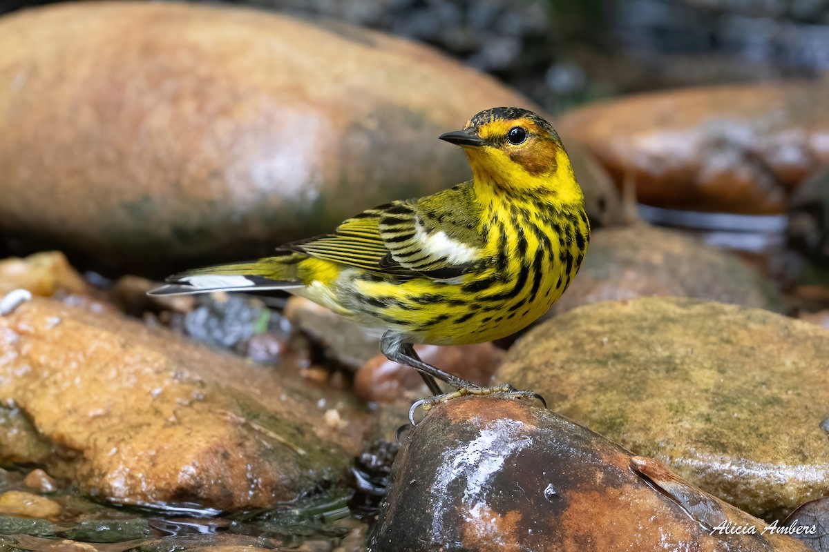 Cape May Warbler - Alicia Ambers