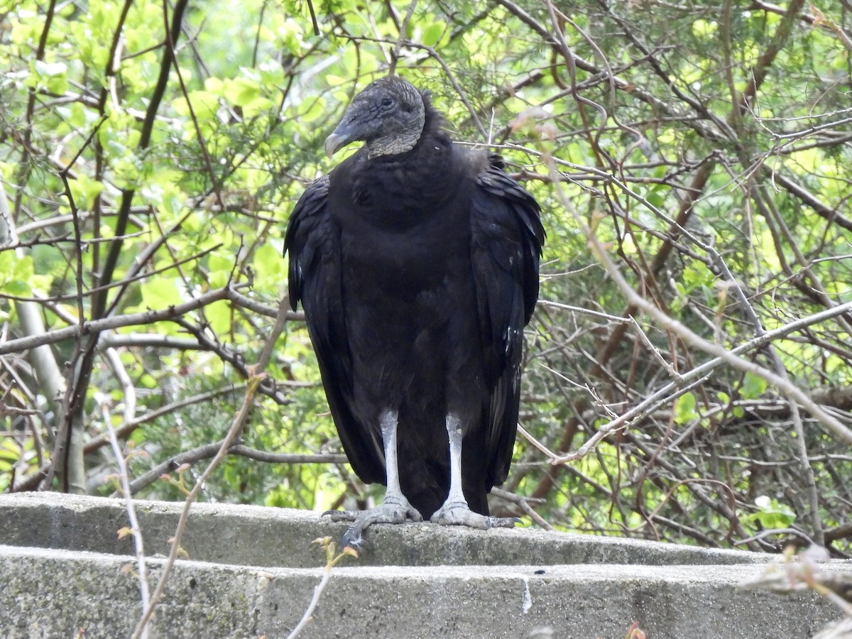 Black Vulture - Candice Burke