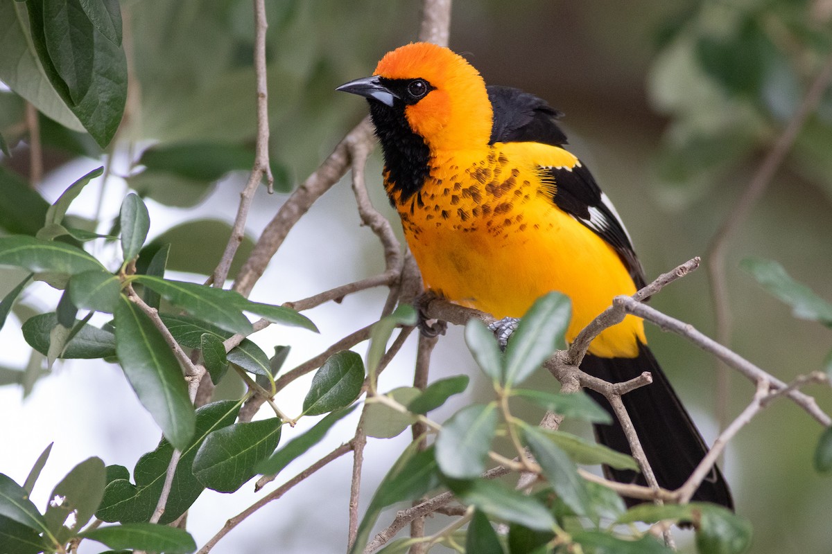 Spot-breasted Oriole - ML332166711
