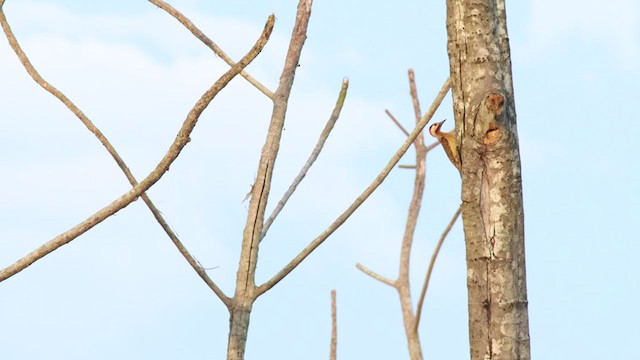Spot-breasted Woodpecker - ML332172541