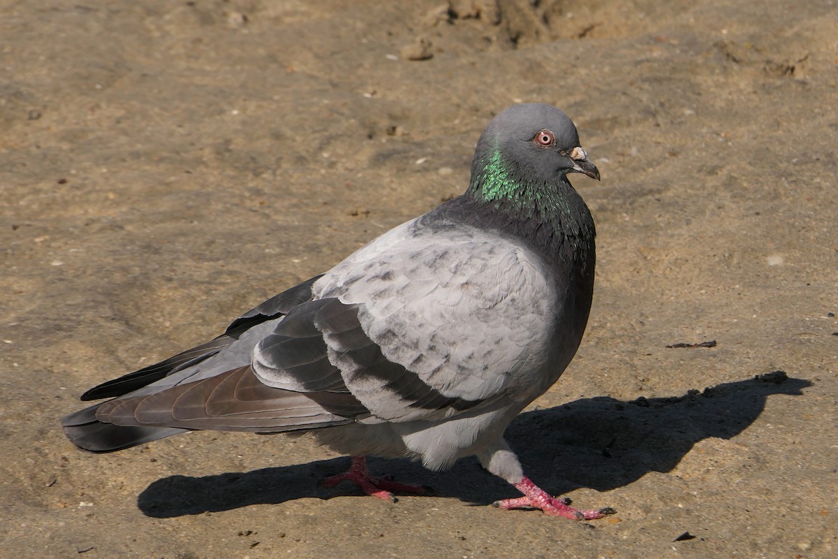 Rock Pigeon (Feral Pigeon) - ML332180821