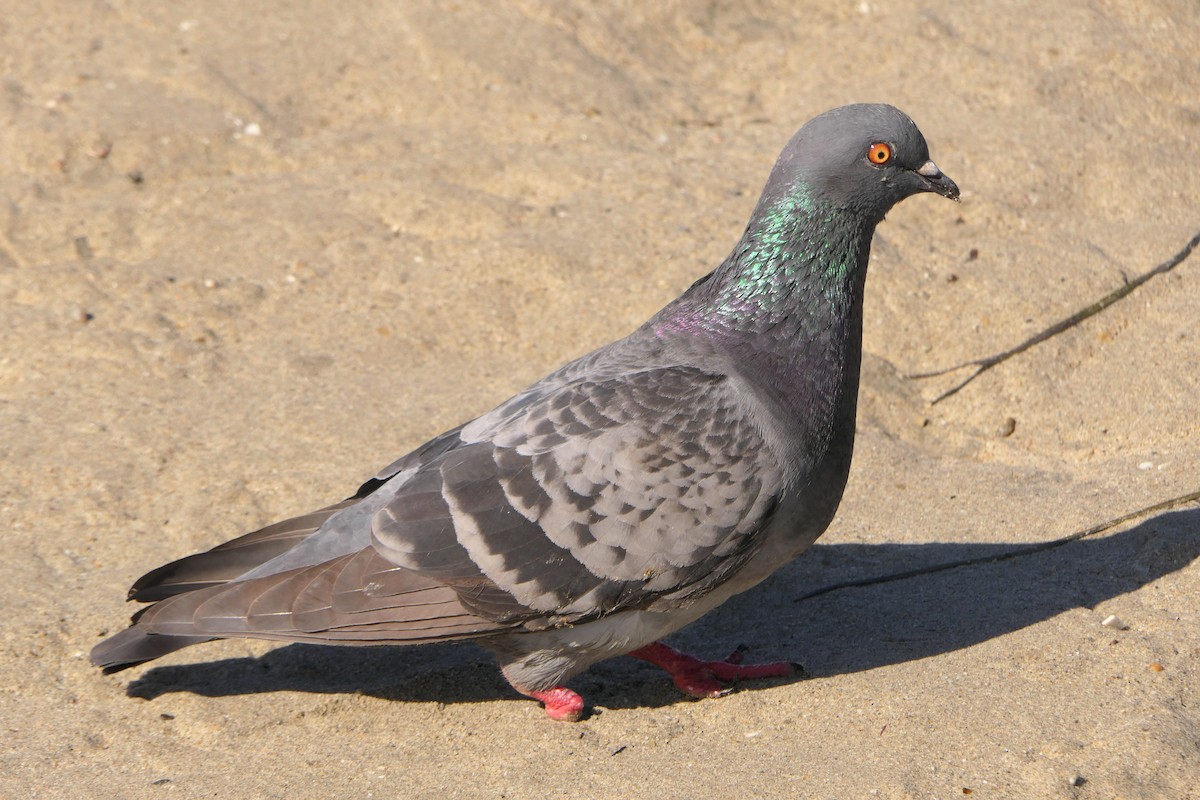 Rock Pigeon (Feral Pigeon) - ML332181031
