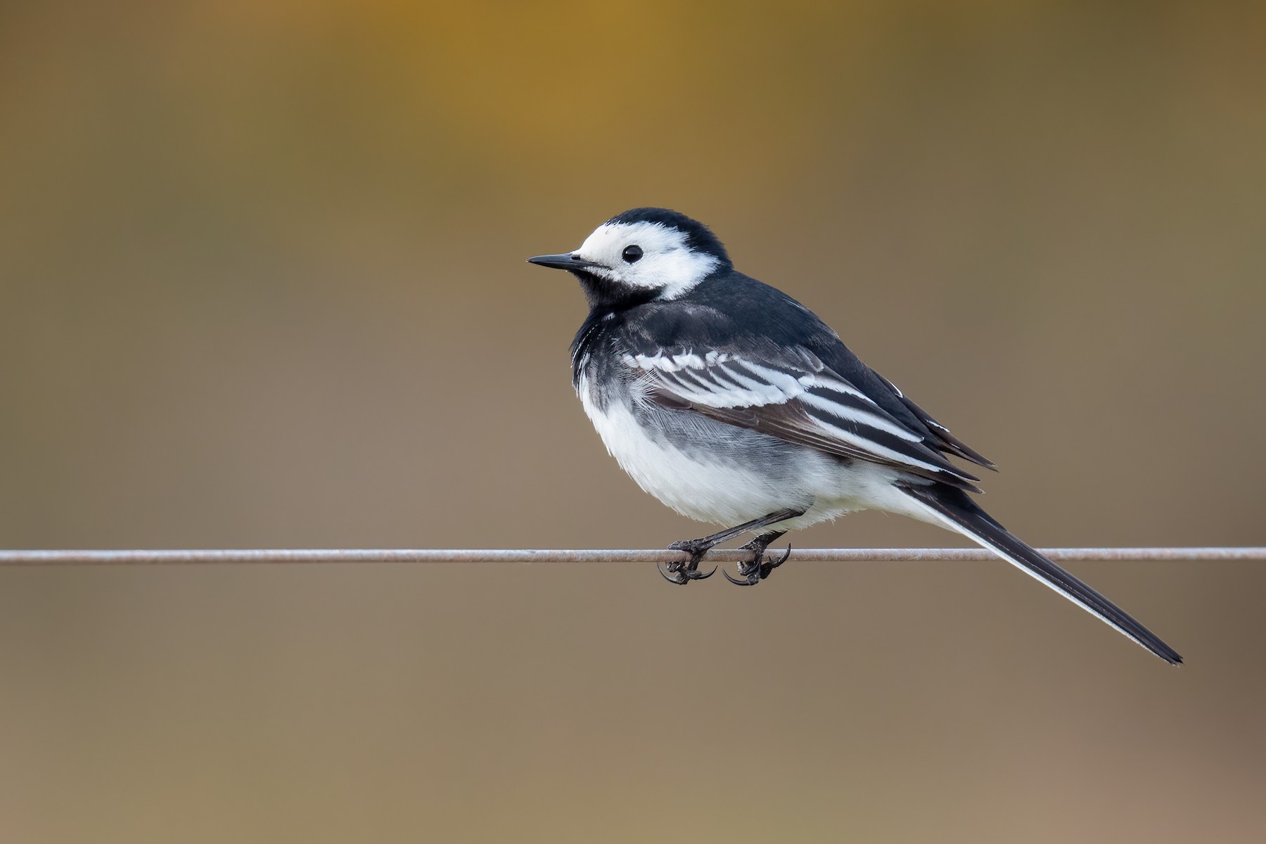 Lavandera Blanca (yarrellii) - eBird