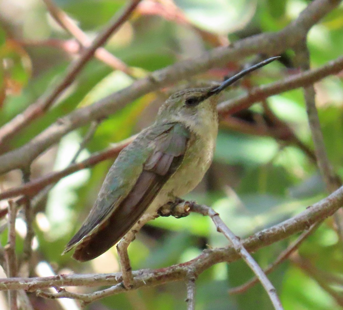 Anna's/Costa's Hummingbird - ML332209521