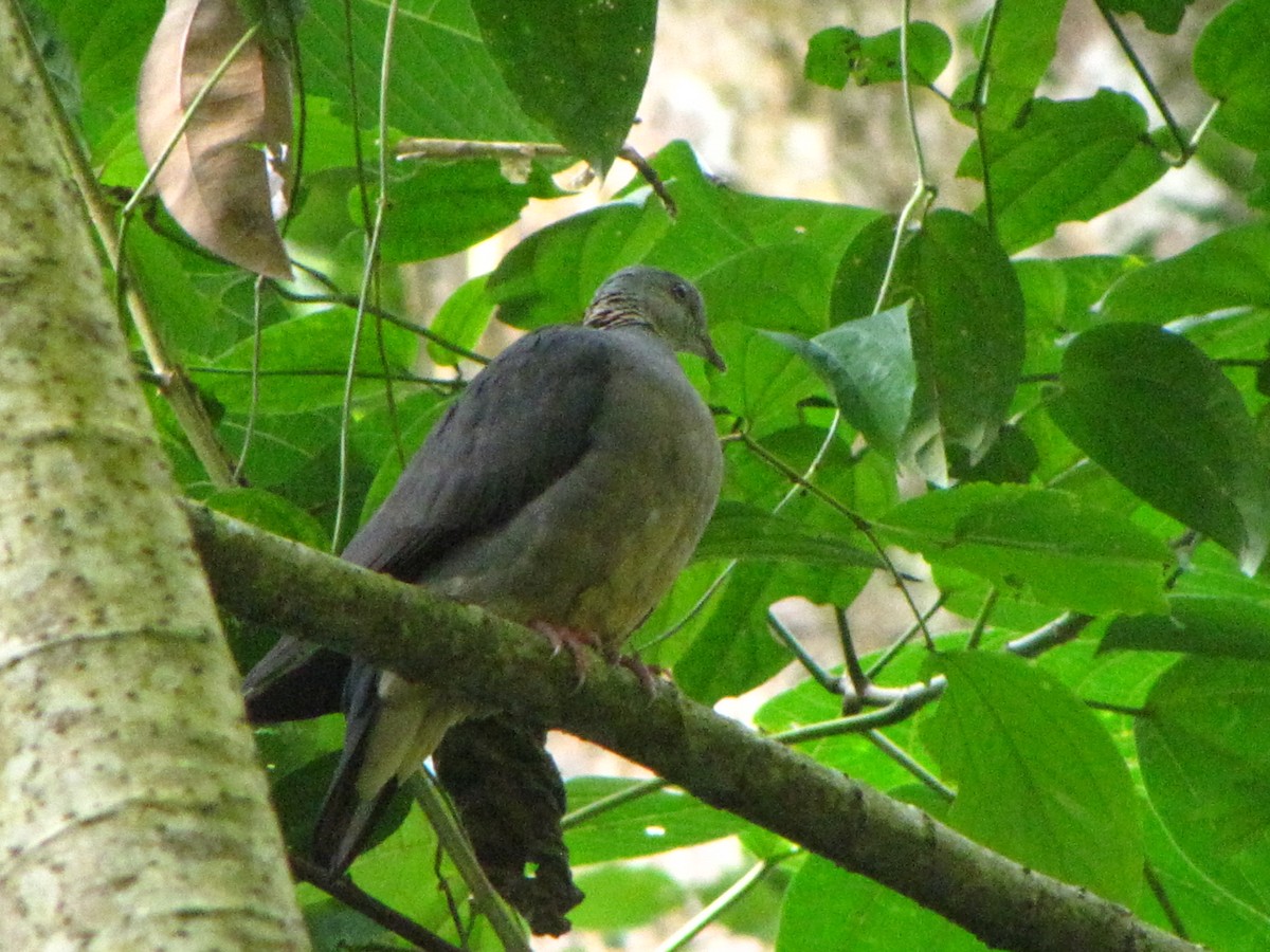 Ashy Wood-Pigeon - ML33221011