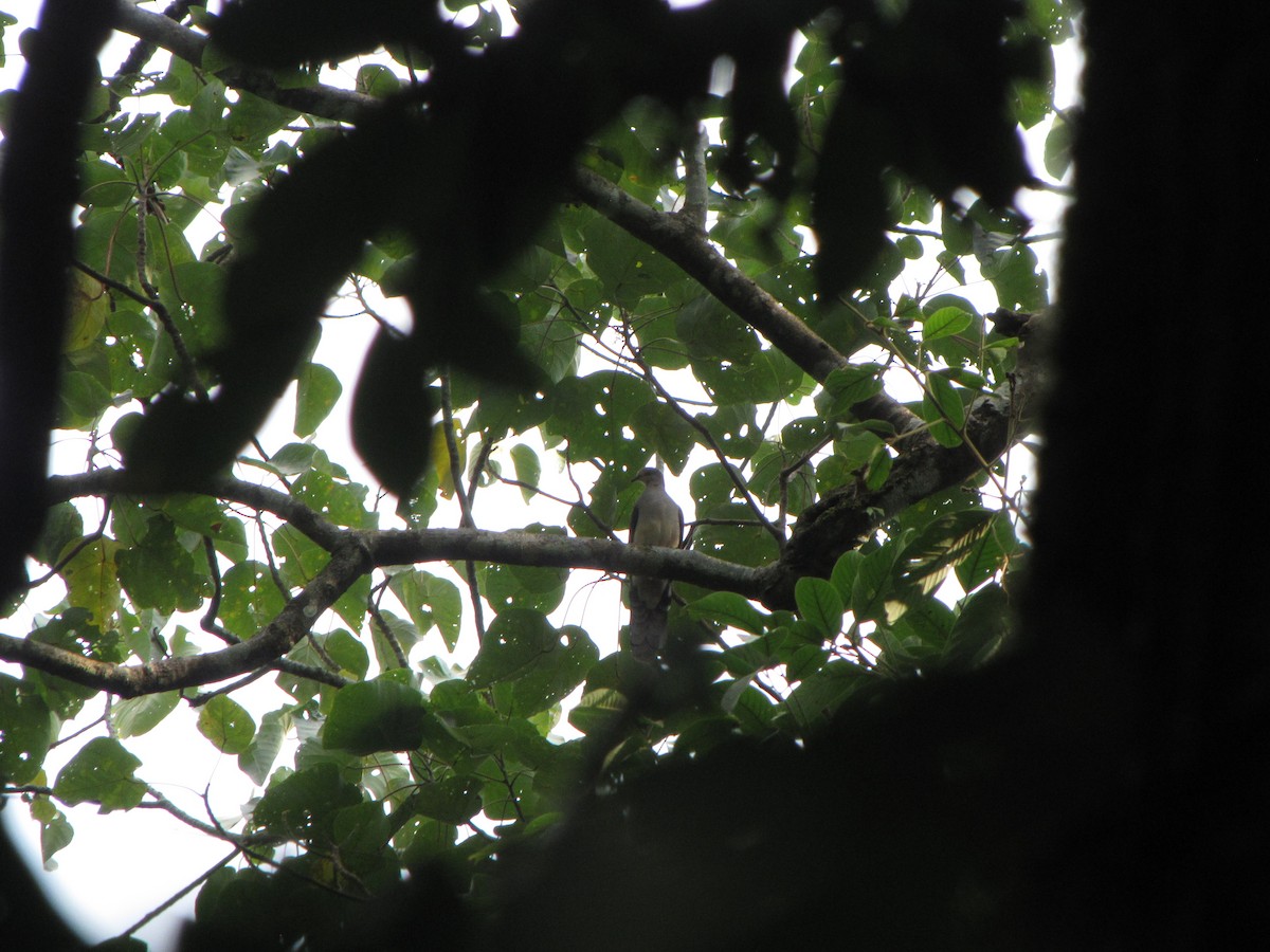 Barred Cuckoo-Dove - Ashwin Viswanathan