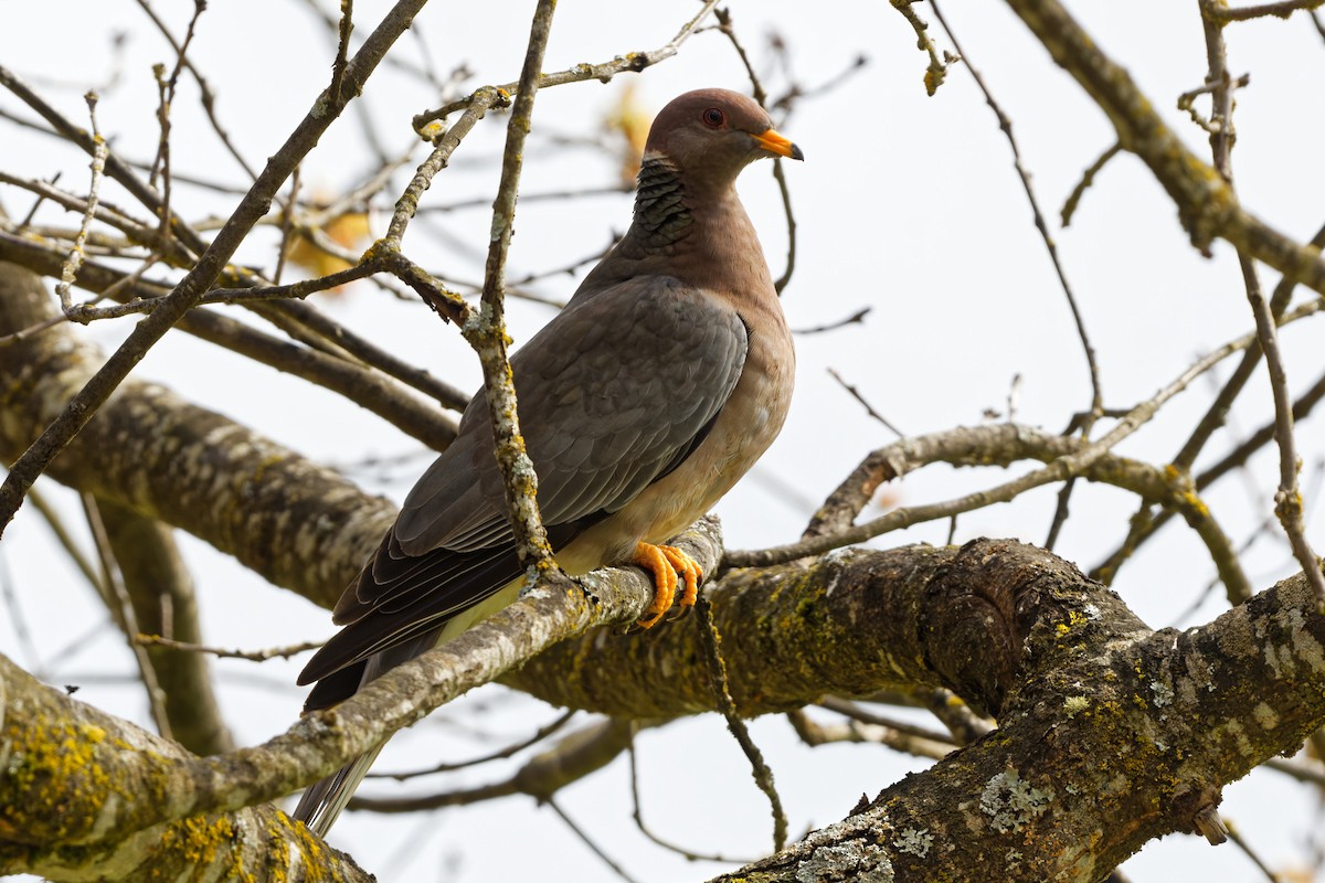 Band-tailed Pigeon - ML332211041