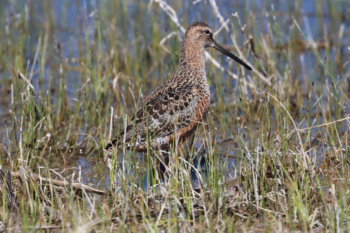 Long-billed Dowitcher - ML332218301