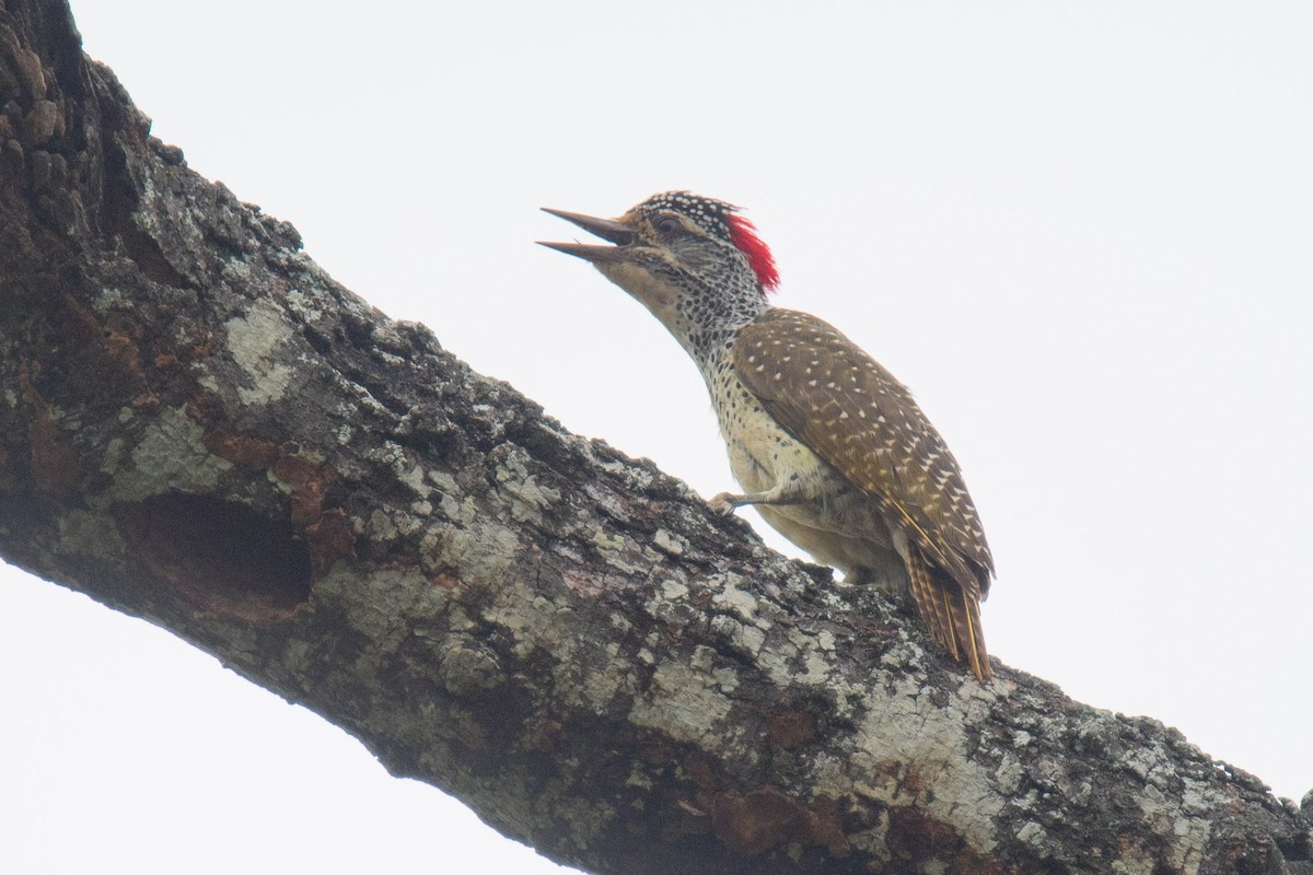 Nubian Woodpecker - ML332225061