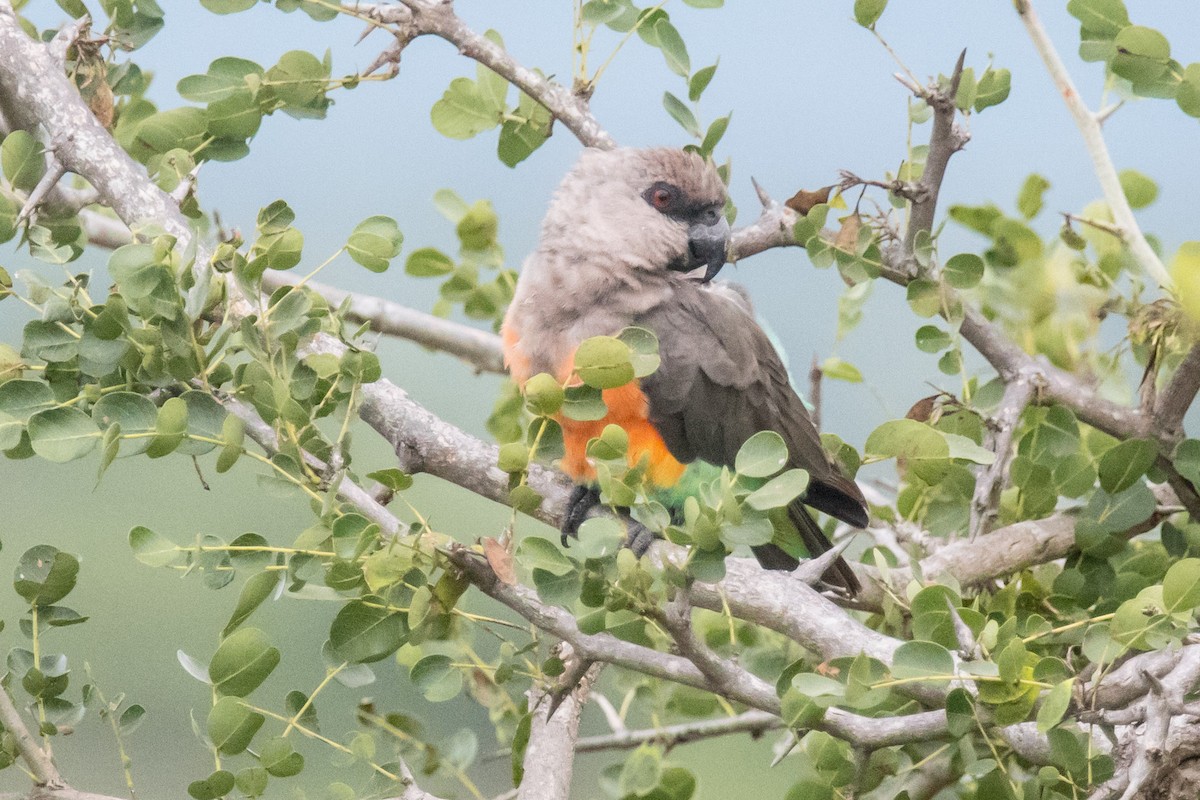 papoušek oranžovoprsý - ML332227191