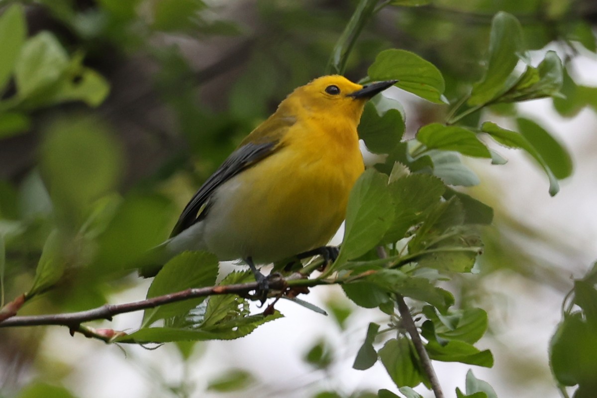 Prothonotary Warbler - Aneil Shah