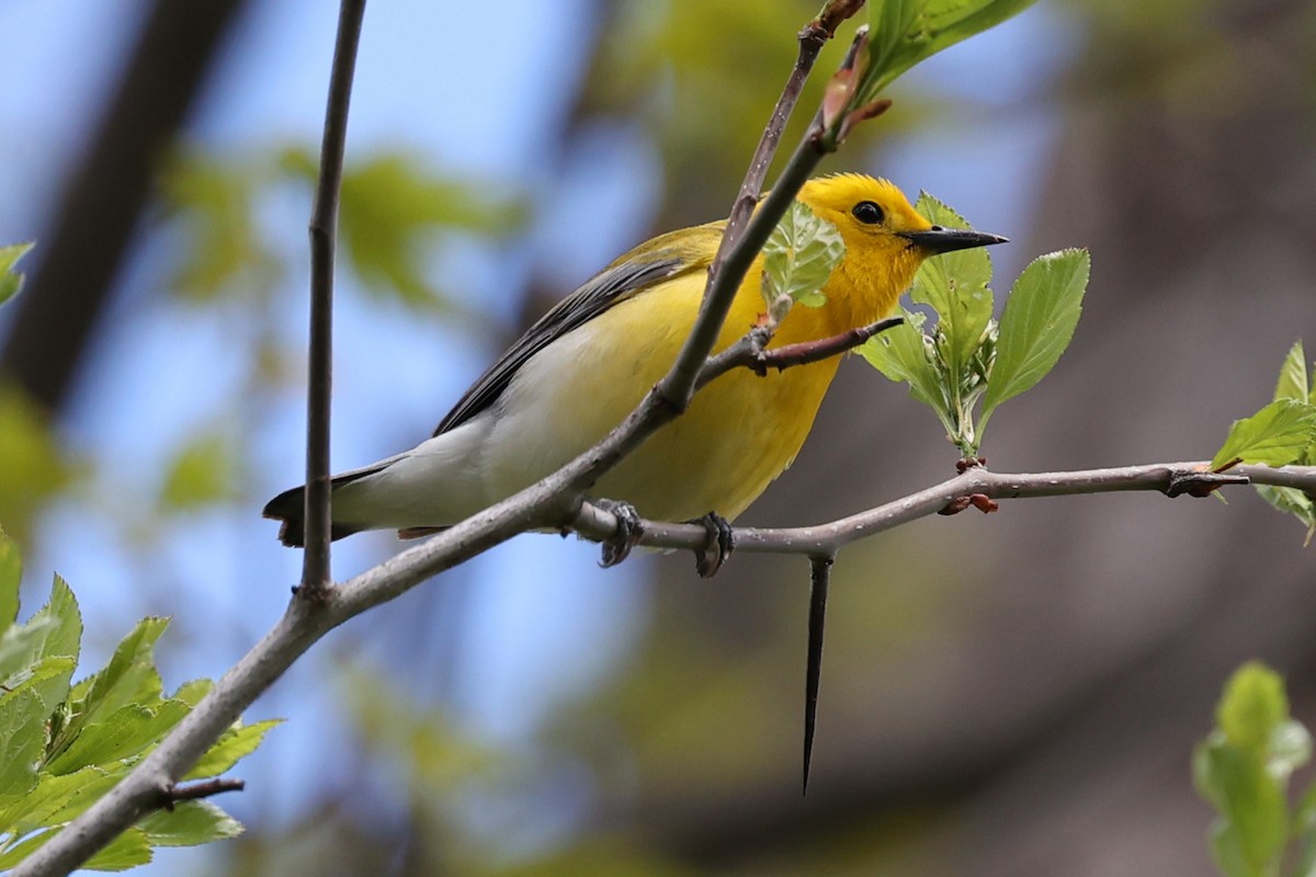 Prothonotary Warbler - Aneil Shah