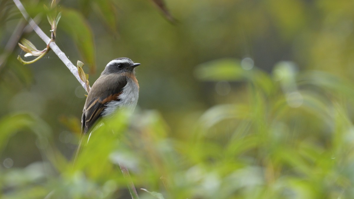 Rufous-breasted Chat-Tyrant - ML332230171