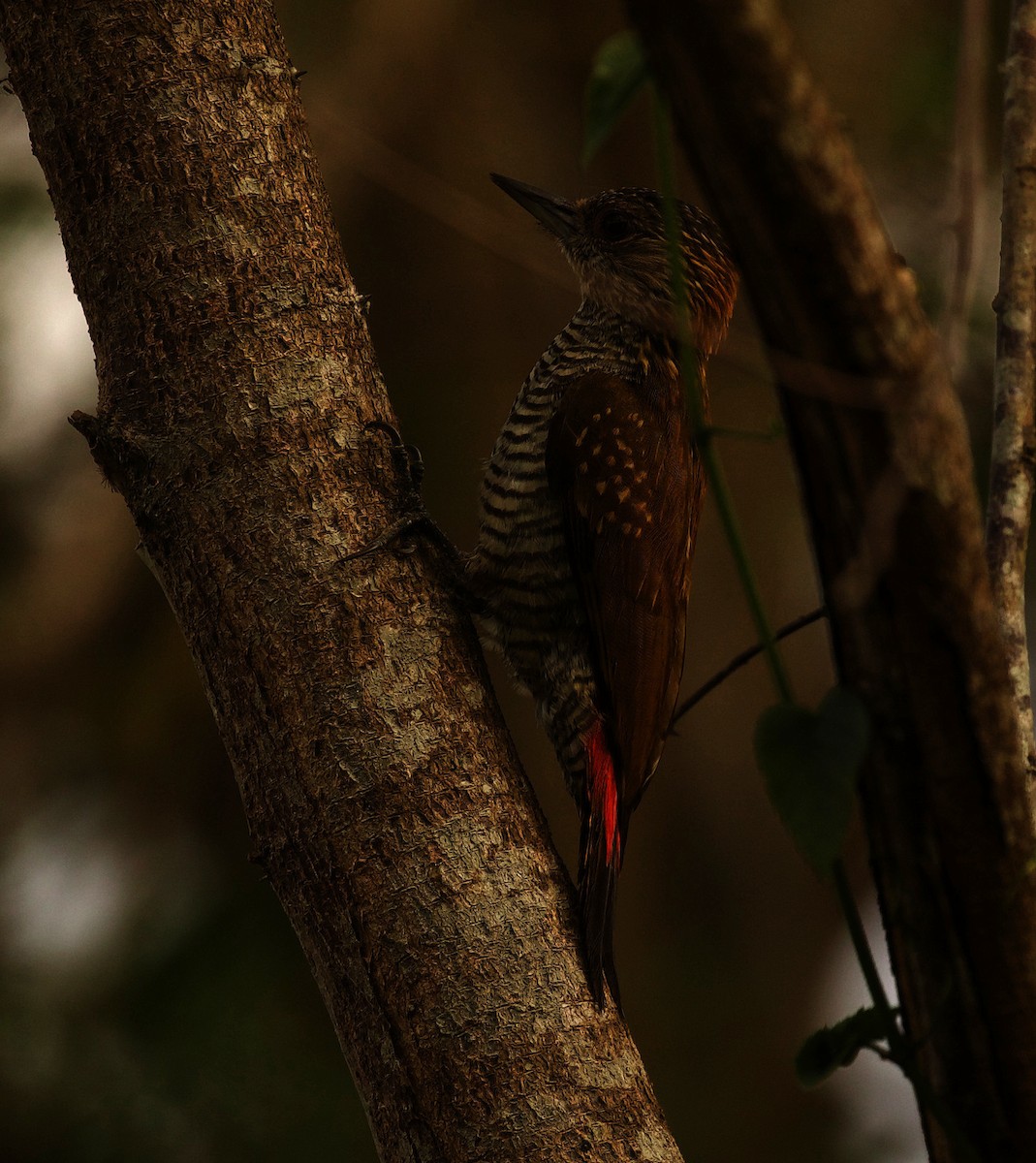 Red-rumped Woodpecker - ML332230391