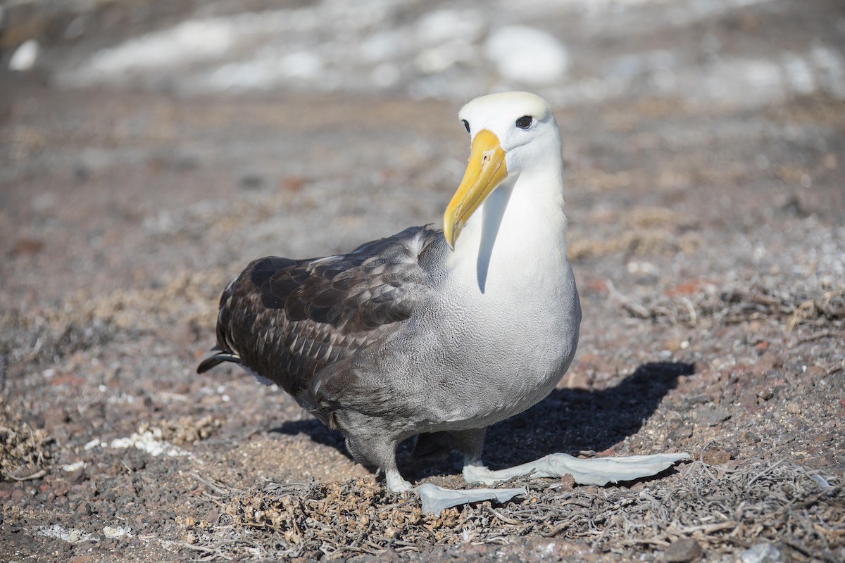 Albatros de Galápagos - ML332232641