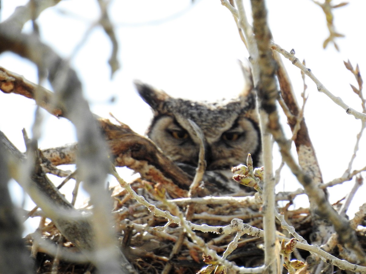 Great Horned Owl - ML332236651